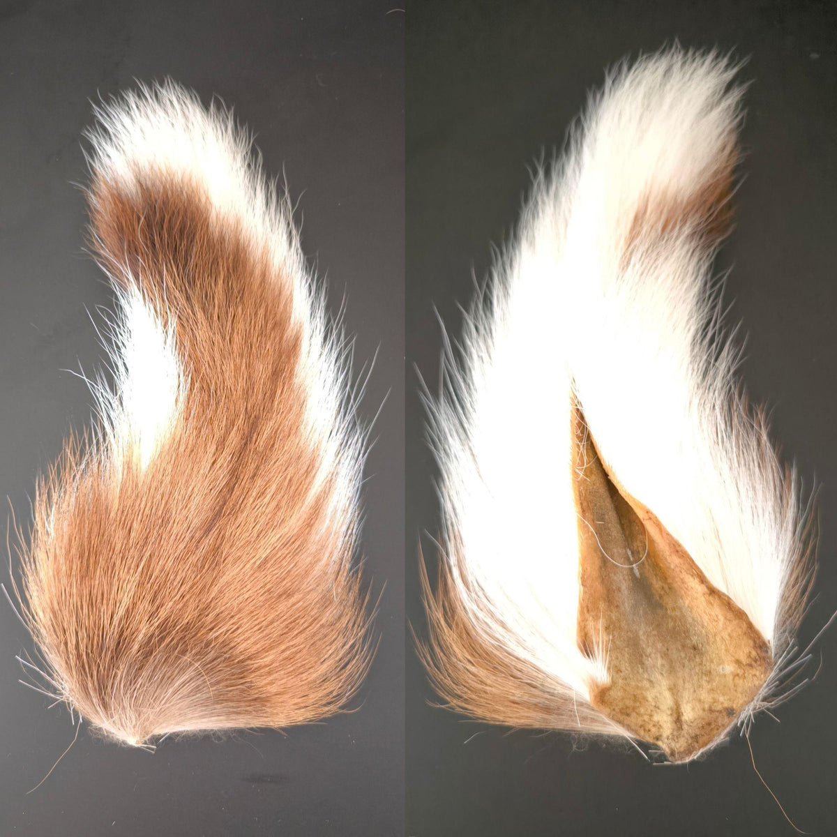 Bucktail_Whole_Large #colore_natural-white