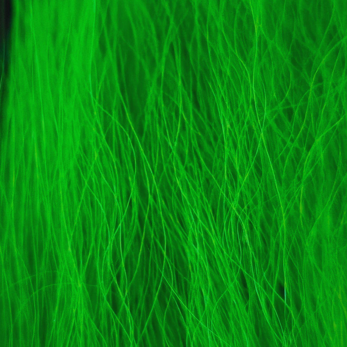 Bucktail_Whole_Large