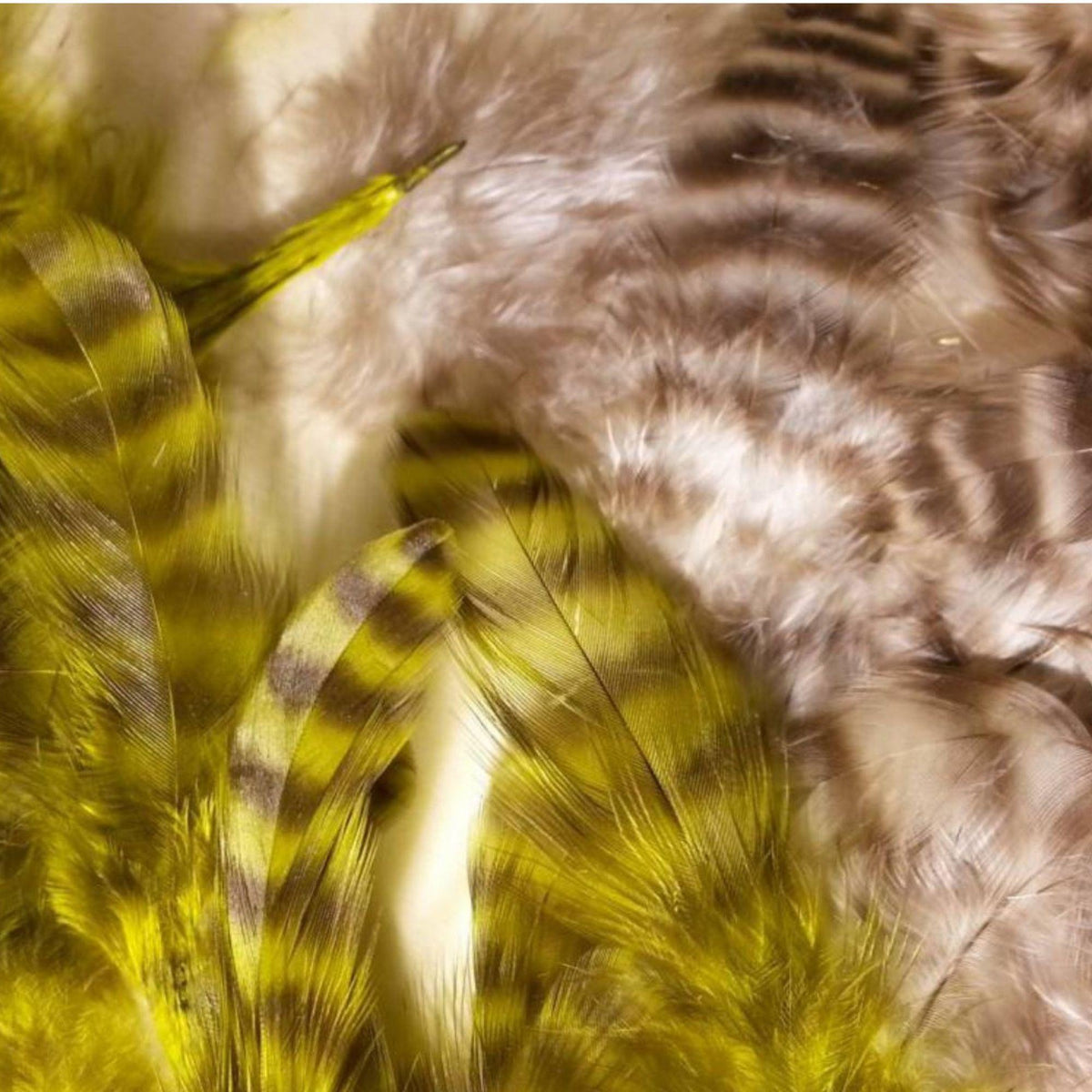 Grizzly_Matuka_Soft_Hackle
