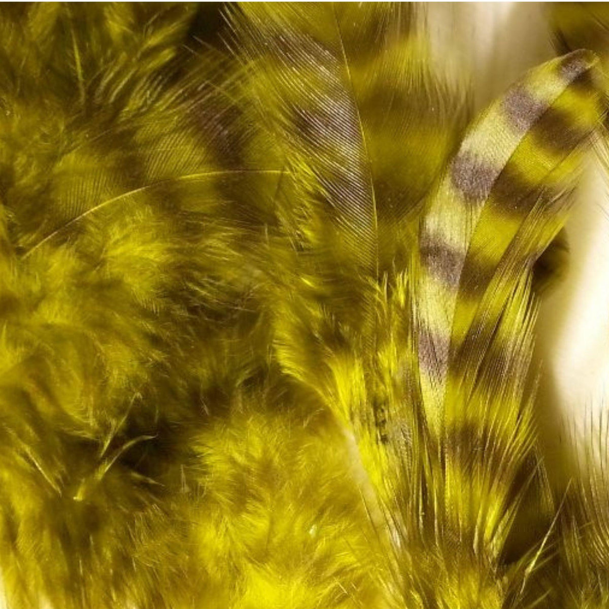 Grizzly_Matuka_Soft_Hackle