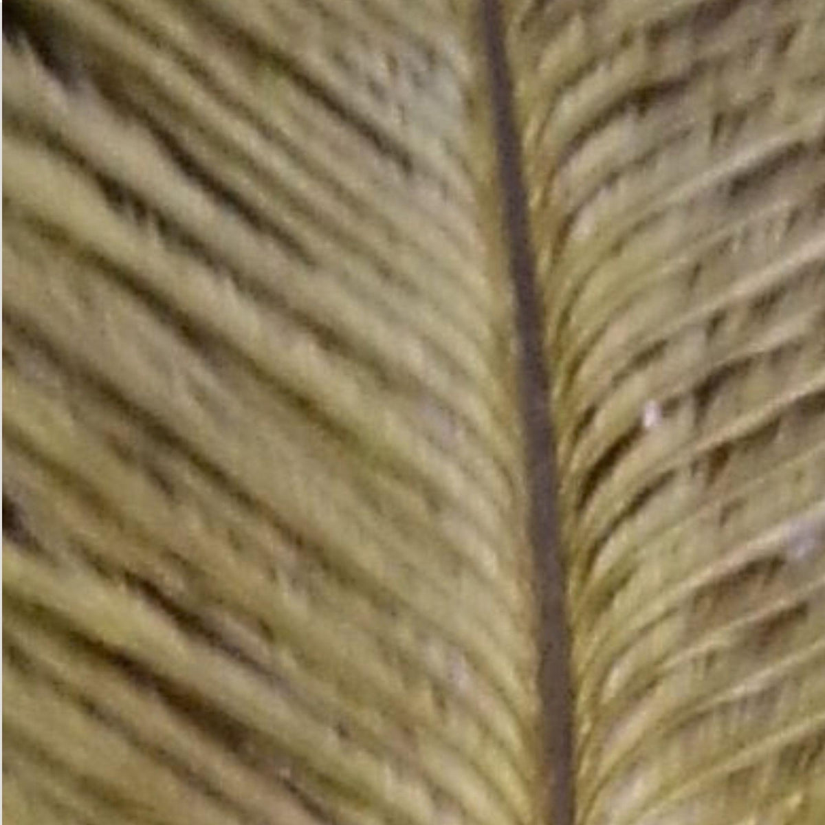 piuma_di_struzzo