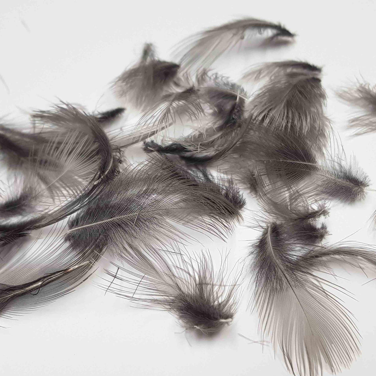 piume_di_gallinella_dacqua