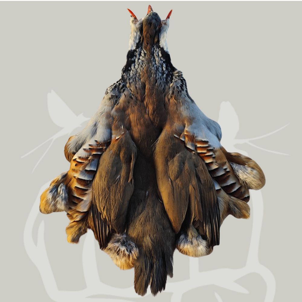 SKIN_Pernice_Francese
