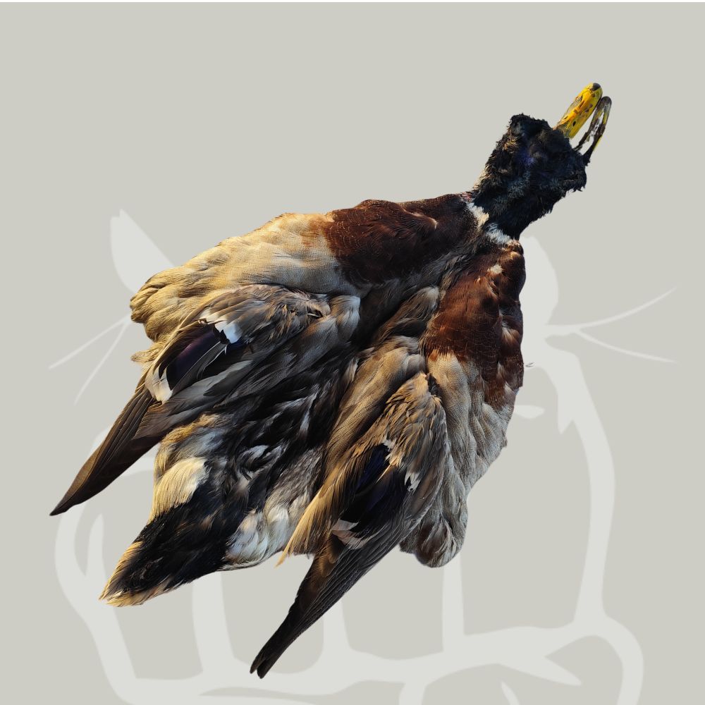 Skin Germano maschio