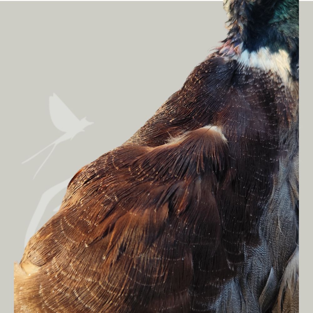 Skin Germano maschio