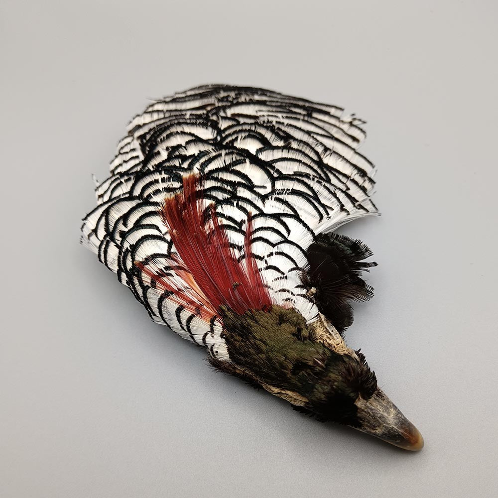 Lady Amherst Pheasant Head - white