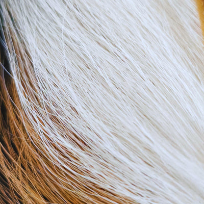 Bucktail_Whole_Large