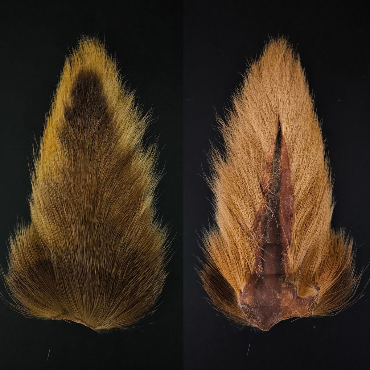 Bucktail_Whole_Large 