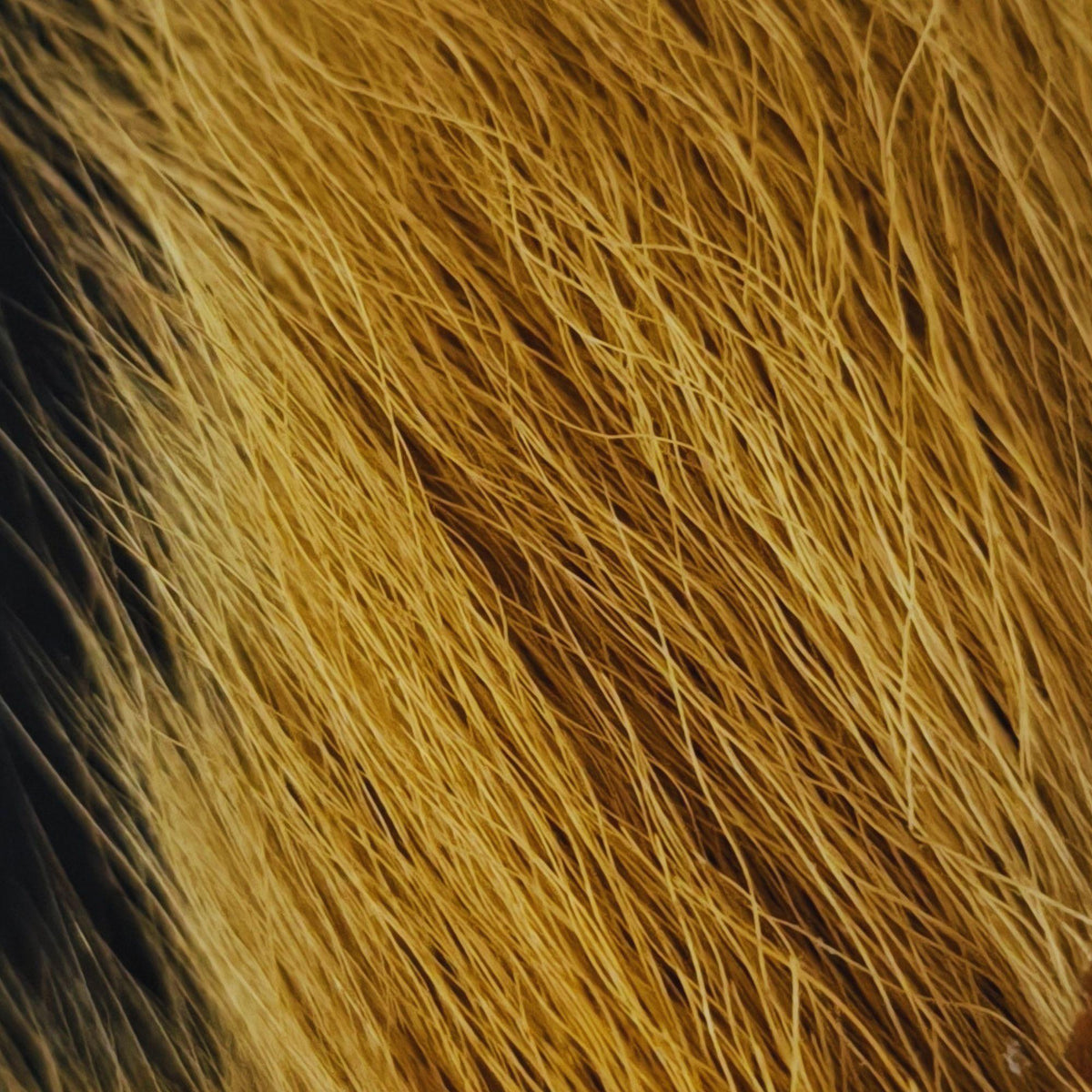 Bucktail_Whole_Large