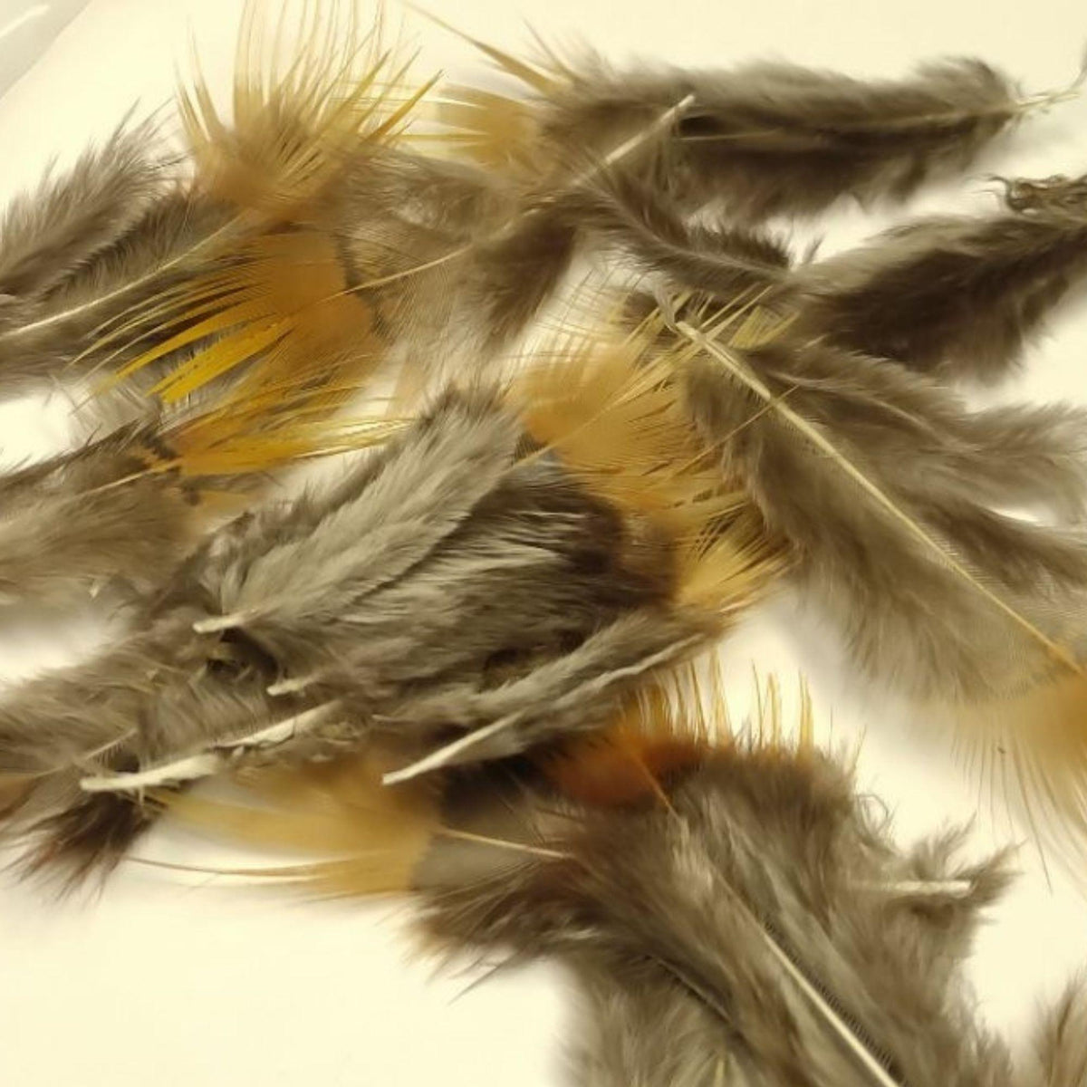 golden_pheasant_back_feathers