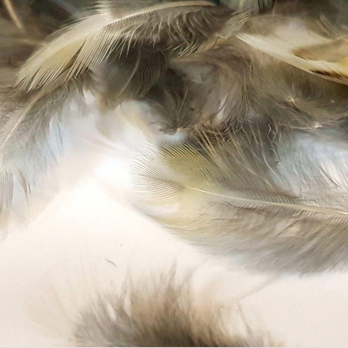 tordo_soft_hackle
