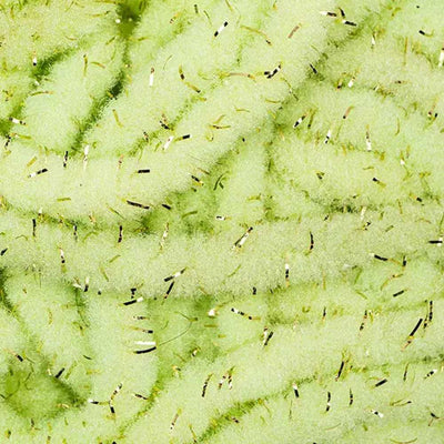 WORM CHENILLE PLUS GOLD hotfly - 3 mm